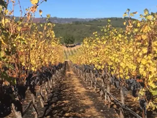 Vinyard