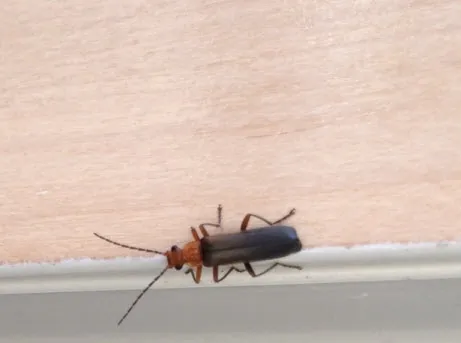 Soilder Beetle