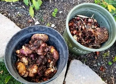 bulbs