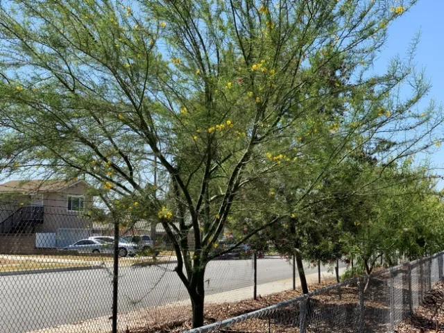 Trees in UC ANR's 'mulch, no mulch' study in Montclair.