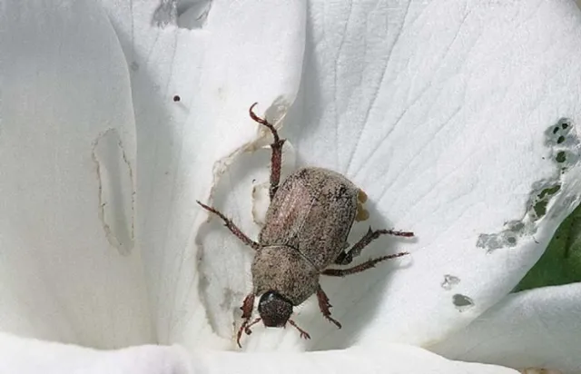 hoplia