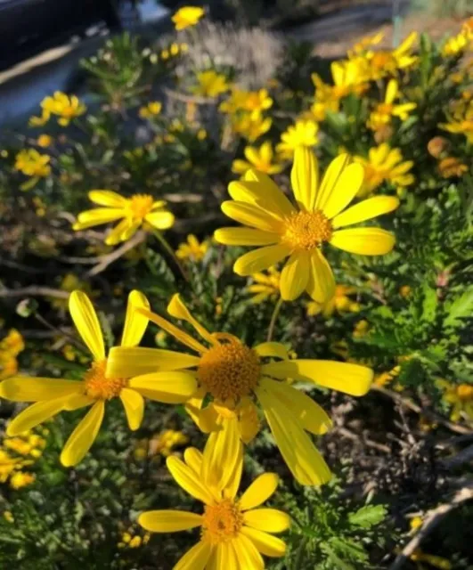 daisy