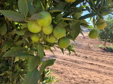 citrus hybrid