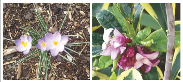 Crocus & Daphne