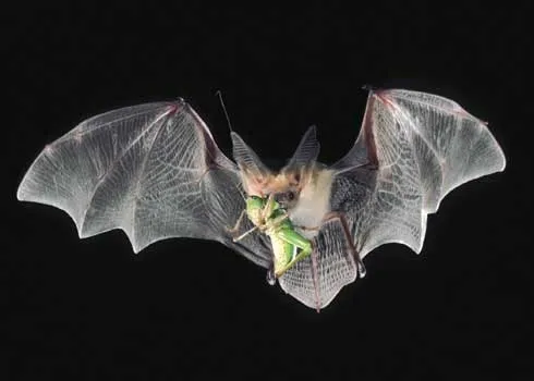 Adult cream colored pallid bat in flight with wings spread and a green grasshopper in its jaws.
