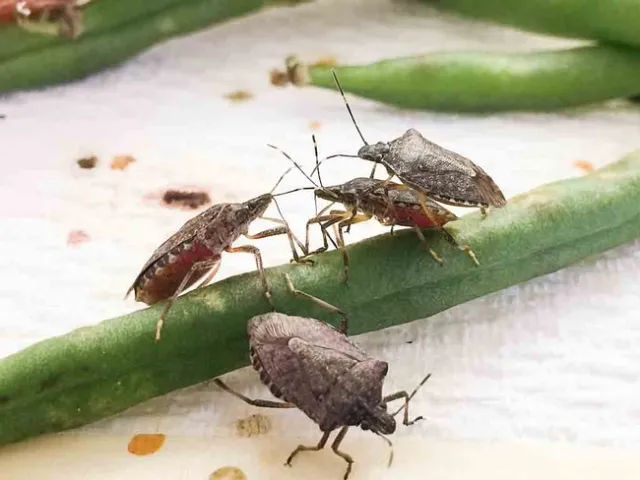 Brown Marmorated Stink Bug, Mr. Jesus Lara, UC Regents.