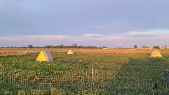 Tractors made by UC Davis students give chicken access to the cover crops and keep them safe from predators.