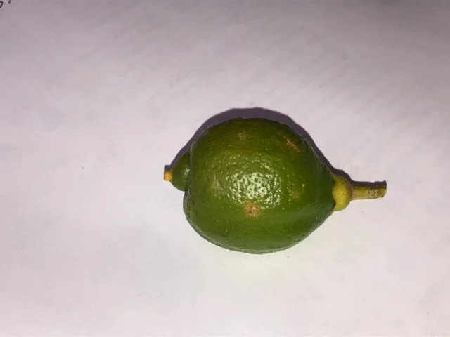 hail damage lemon