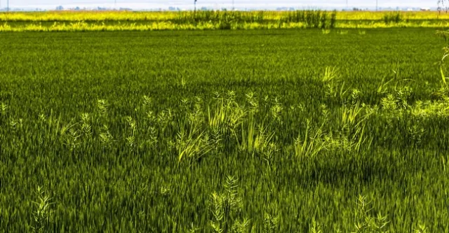 Weedy rice varieties identified in California are said to be easiest to identify at the heading stage, but it is possible to identify them before heading. Contact an Extension rice advisor for more information in identifying and managing weedy rice. (Photo credit: Todd Fitchette)