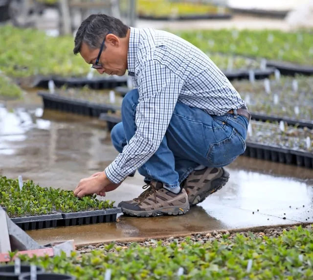 Loren Oki at a nursery doing research