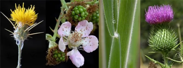 Weed Management for Small Acreages workshop header