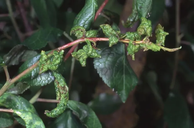 Damage caused by plum leaf curl aphid, Jack Kelly Clark, UC IPM