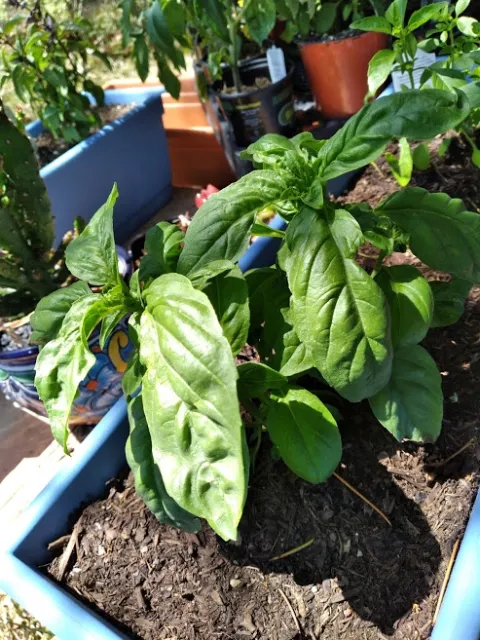 summer basil
