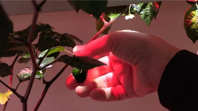 ChileHabanero