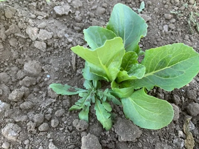 Photo 3. Weeds that are too close to the crop plant are left by the automated weeders to avoid causing damage to the crop plant. These weeds are removed by subsequent hand weeding.