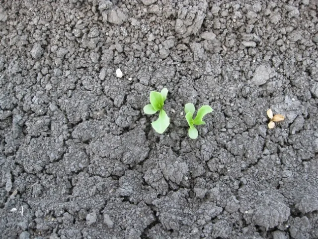 Photo 4. Double lettuce plants left by the thinning operation; doubles are removed in the subsequent hand weeding operation.