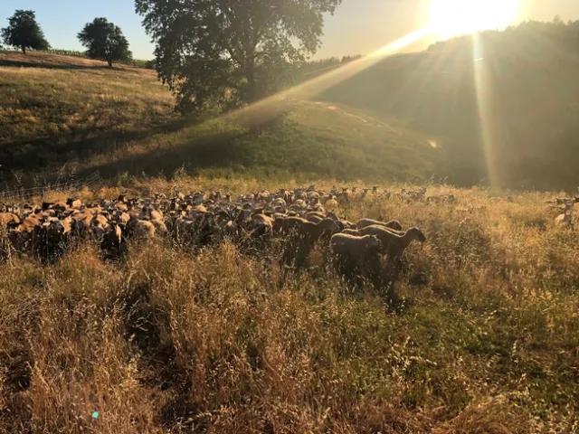 May 25 sheep