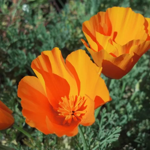 eschscholzia