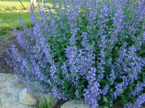 nepeta