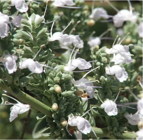 salvia_apiana