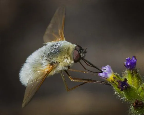 systoechus_bugguide_fitz-o-clarke-jr
