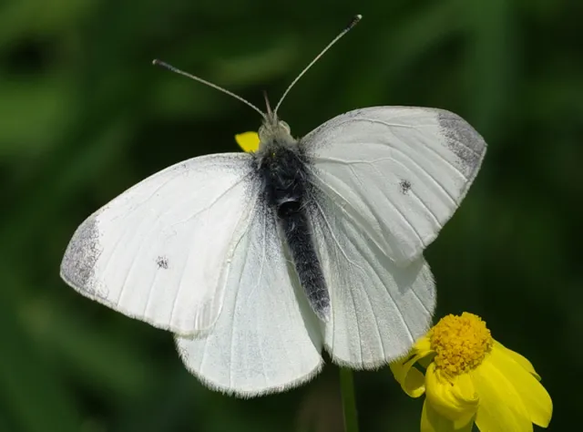 pieris_rapae_zeynel-cebeci