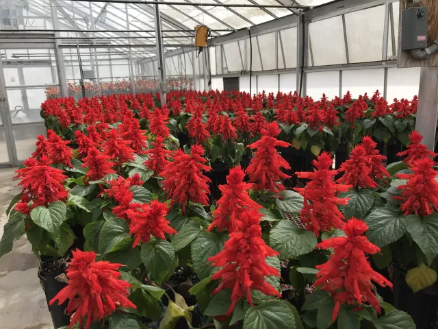 Salvia trial