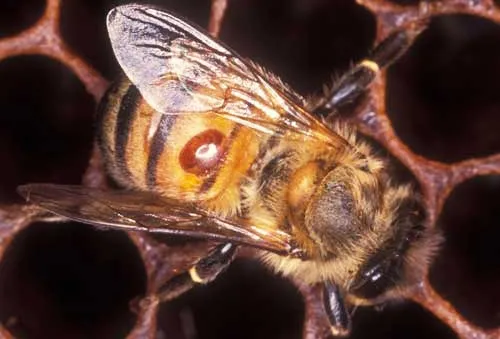 varroa mite06