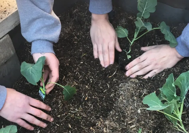 Students at Mother Lode Regional Juvenile Detention Center plant seedlings.