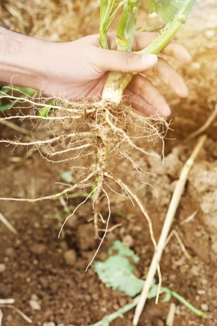 root-3968757