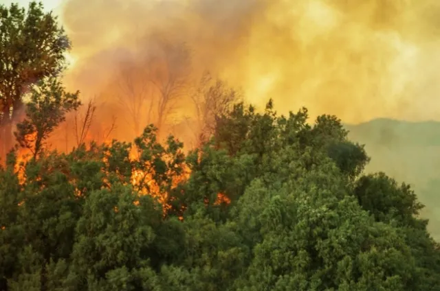 fire in the trees