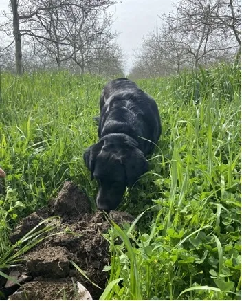 Unruh walnut orchard and cover crops in March, 2021
