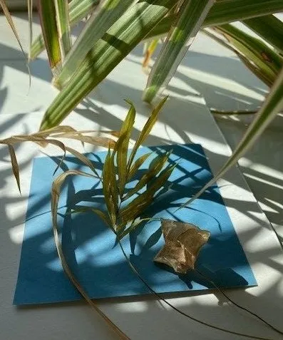 sunprint2