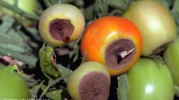 blossom end rot