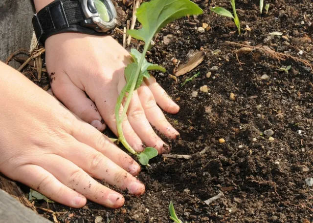 The UC Master Gardener Program can provide technical assistance to help home gardeners find resources for home soil testing. (Photo: USDA)