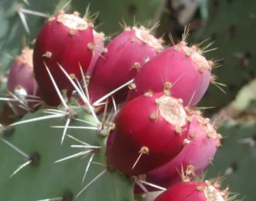 Prickly Pear Tuna