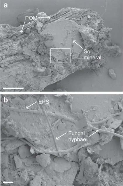 fungal soil OM