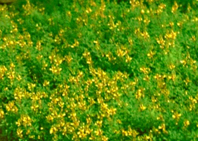 gold dalea