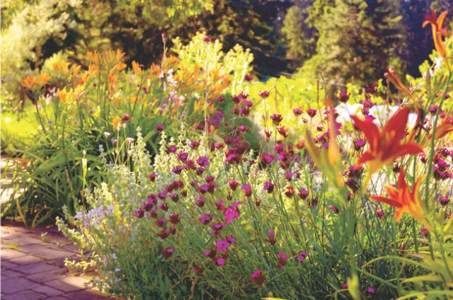 med garden
