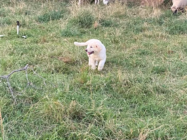 2021 Jul28 Pup1