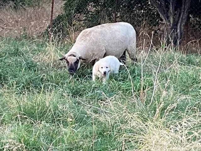 2021 July28 Pup2