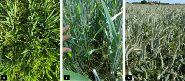 Figure 2. Common chickweed infestation in a triticale field located at Tulare county where ALS-inhibiting herbicides resistance is suspected. Each picture corresponds to a different triticale growth stage throughout the season: A) late tiller/jointing, B) heading and C) flowering.