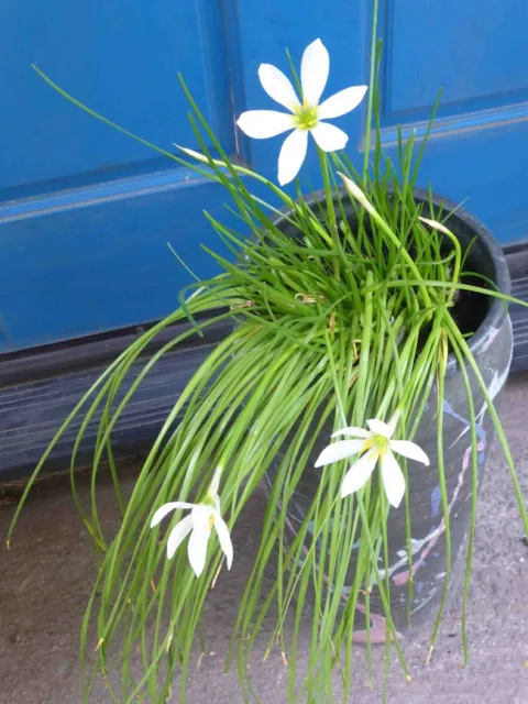 Zephyranthes candida - rain lilies by J.C. Lawrence