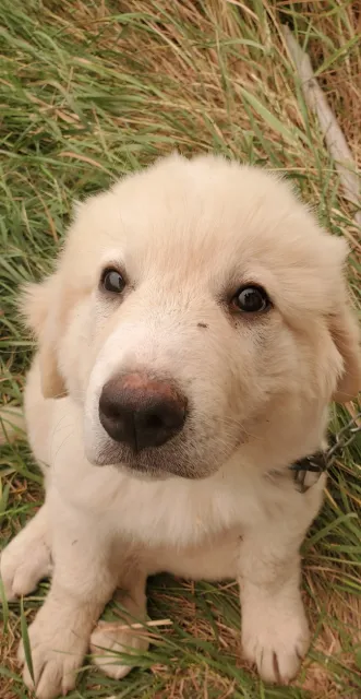 Sam the LGD pup!