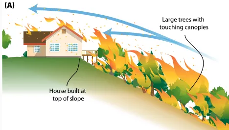 Space plants, shrubs and trees so they don't lead fire to the house or into crowns of trees.