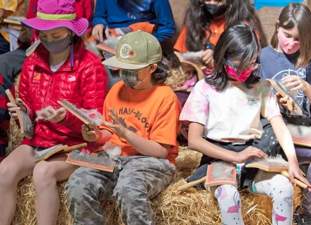 Group of students sitting on straw bales comb the wool with carding tools.