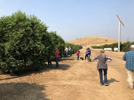 thrips scarring and collecting data