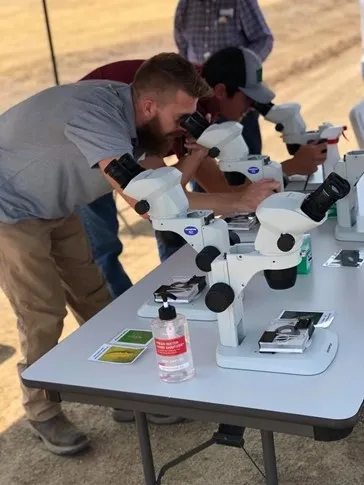 participants observing thrips