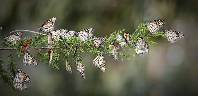 Butterflies