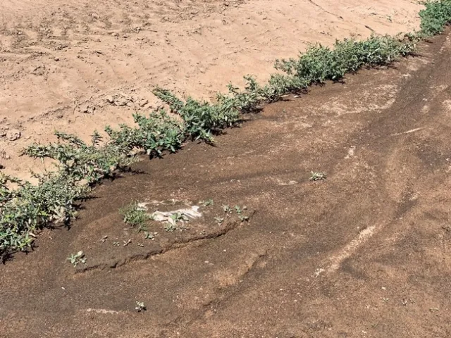 Photo 7 Flush of Oakleaf goosefoot growing
